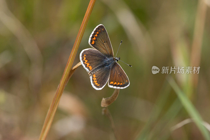 棕Argus蝴蝶(Aricia agestis)